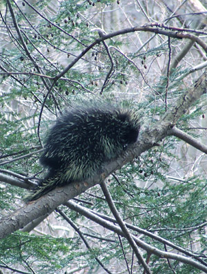 Porcupine on hemlock