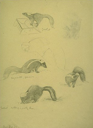Fuertes sketches of striped skunks
