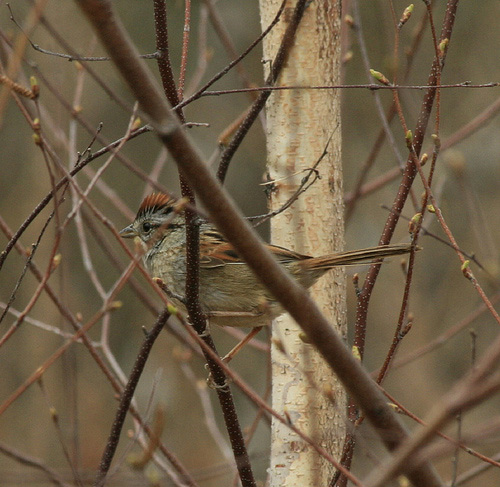 Swamp Sparrow, by Scott A. Young on Flickr