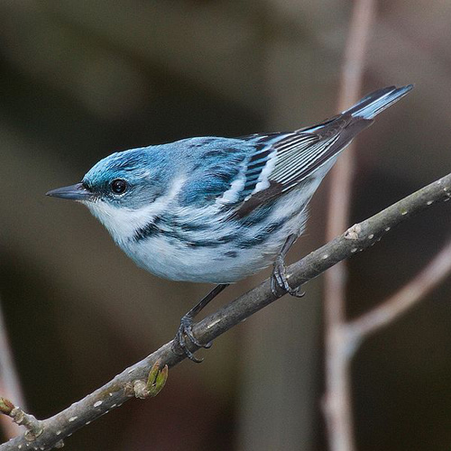 Cerulean Warbler in Rondeau Provincial Park, Ontario, Canada (photo by Mdf, Wikimedia Commons - GNU Free Documentation license)