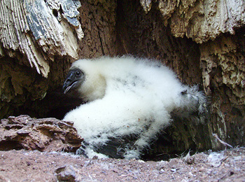 T.V. chick on a nest in a hollow tree in Michigan, by David Allen 