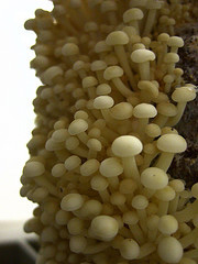 Young enoki (velvet stem) mushrooms by frankenstoen on Flickr 