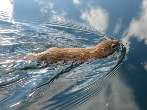 American red squirrel swimming