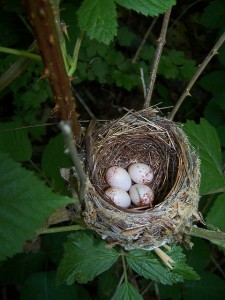 Hooded warbler nest by Richard Bonnett