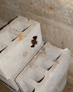 A bat on the side of a concrete block