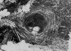 Nest of a Yellow Palm Warbler in Maine