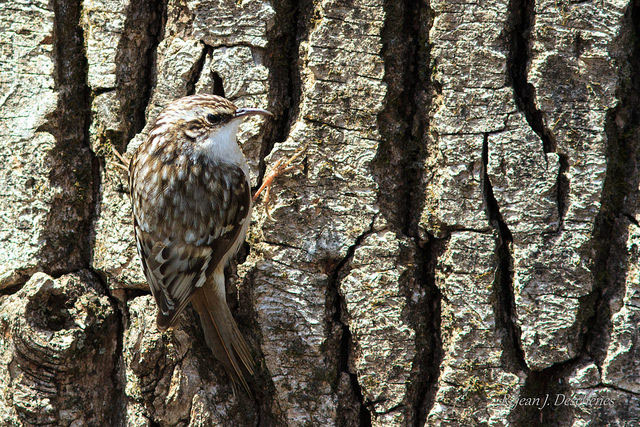 A brown creeper is camouflaged against a tree in Quebec