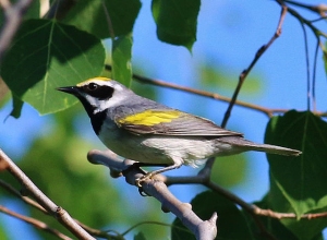 A golden-winged warbler from the sub-population in Minnesota/Wisconsin