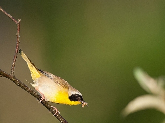 A male common yellowthroat preparing to feed its nestlings
