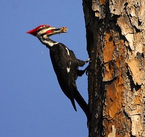 A male pileated excavating a hole for a nest