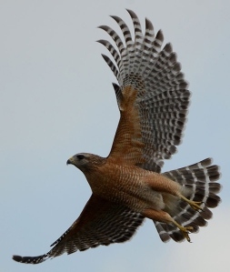 A red-shouldered hawk in flight