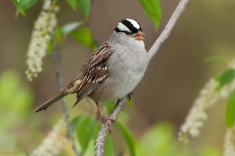 The white-crowned sparrow, the symbol of our team, photographed by Kelley Colgan Azar in Chester County, PA (Creative Commons license)