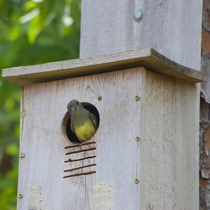A great crested flycatcher using a nest box 