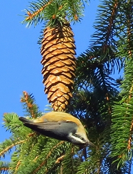 A red-breasted nuthatch on a Norway spruce in Pennsylvania 