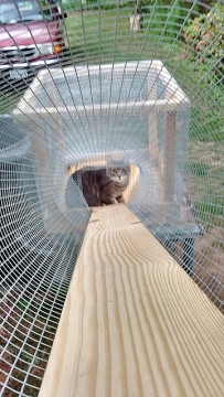A catio with a cat inside 