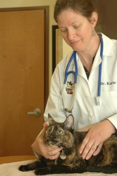 A veterinarian examining a cat 