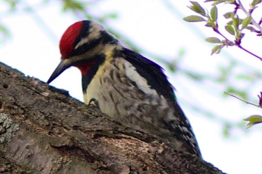 A yellow-bellied sapsucker that returned to Pennsylvania 