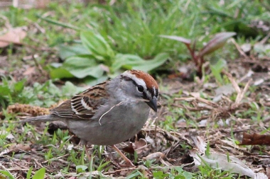 A chipping sparrow with nest material 